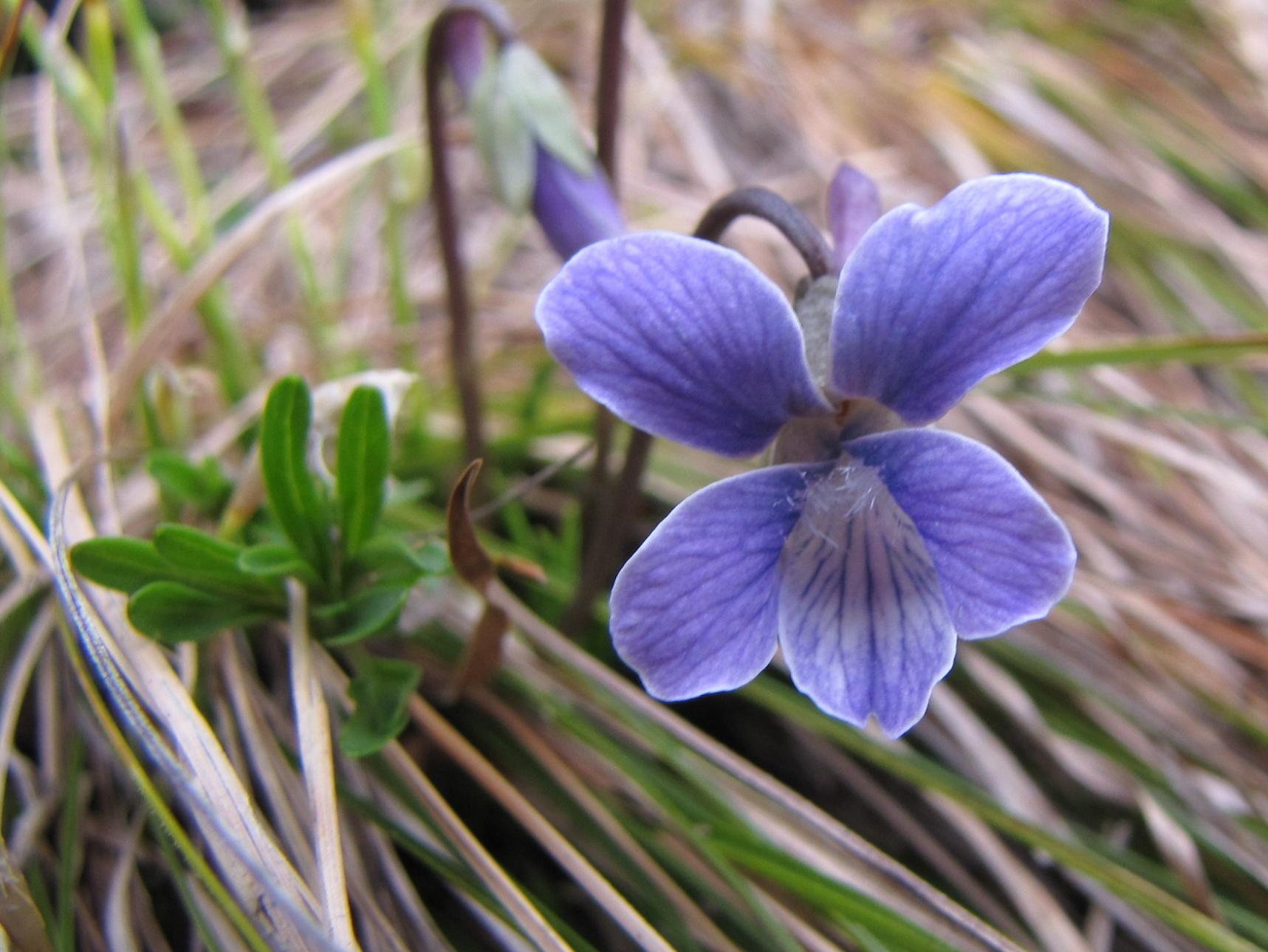Viola pinnata / Viola pennata